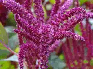 Amaranth flower language