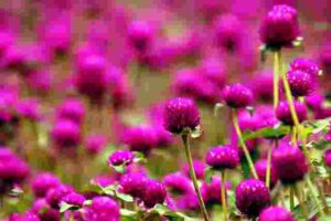 Amaranth flower tea