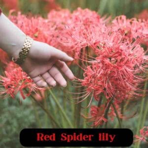 Red Spider Lily: Everything You Need to Know About Lycoris Radiata