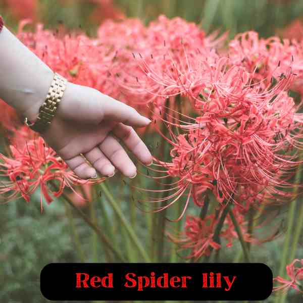 Red Spider lily