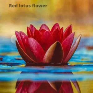 red lotus flower meaning