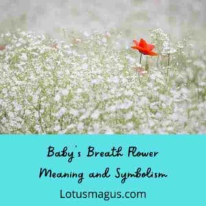 Baby's Breath Meaning