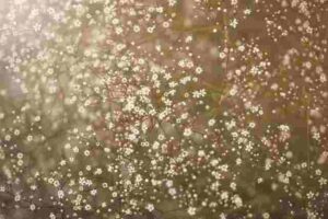 The Meaning of Baby's Breath Flowers • The Breath of Innocence