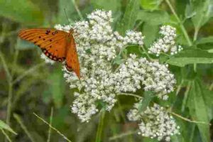 Baby's Breath Meaning definition