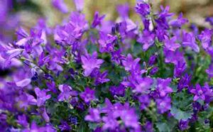 Lobelia definition