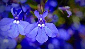 How to grow lobelia