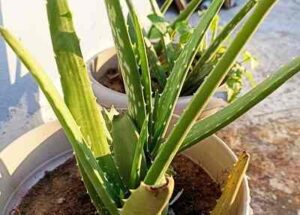 Why aloe vera makes you feel so good