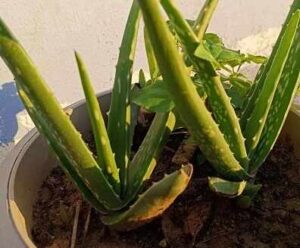 aloe vera