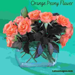 Orange peony meaning