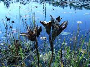 Iris Seeds Pods