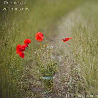 Poppies for Veterans Day