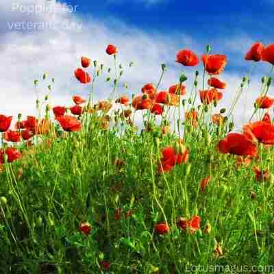 poppy flower 