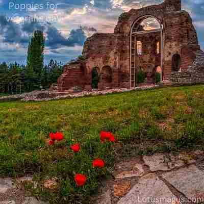 poppy crown