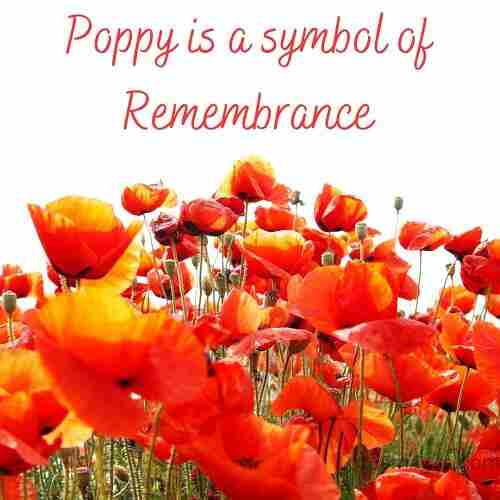 Poppy is a symbol of remembrance
