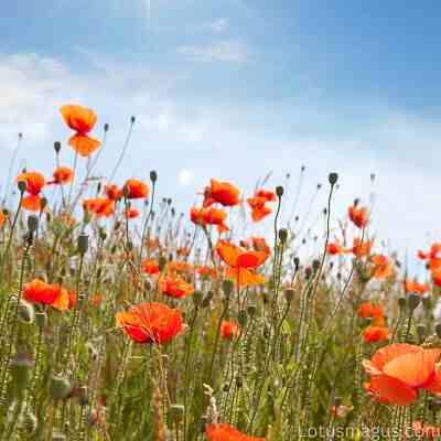 poppies on memorial day