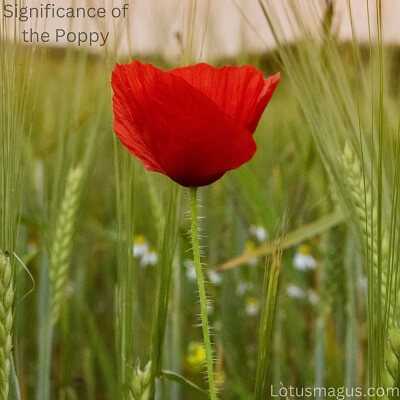 poppies in flanders fields