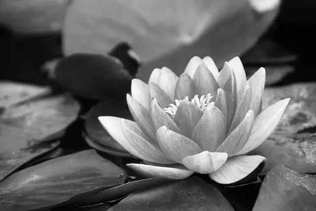 Black lotus