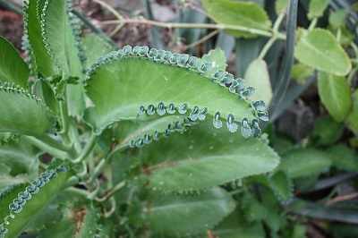 Mother of Thousands Leaves Curling