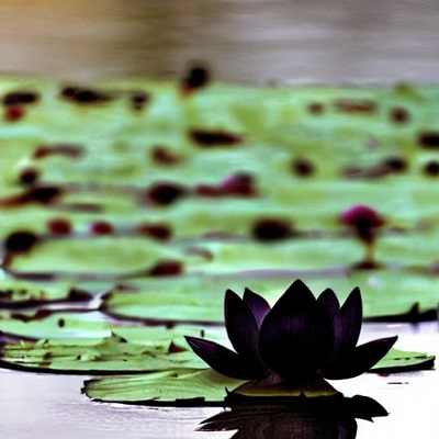 Black Lotus Flower