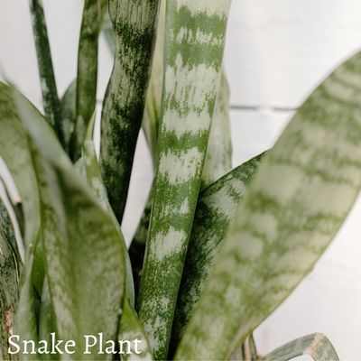 Should I Cut Drooping Snake Plant Leaves?