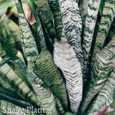 Reasons Why Snake Plant Leaves Droop