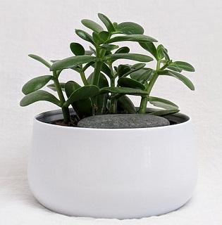 Jade Plant Cannot Support Itself