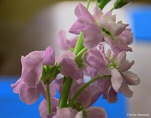 Stock Flower