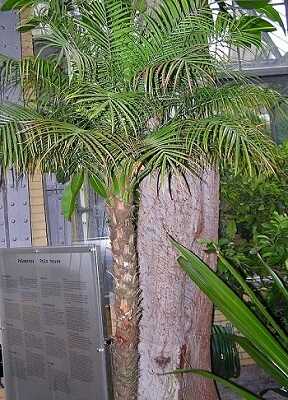 Pygmy Date Palm Fertilizer