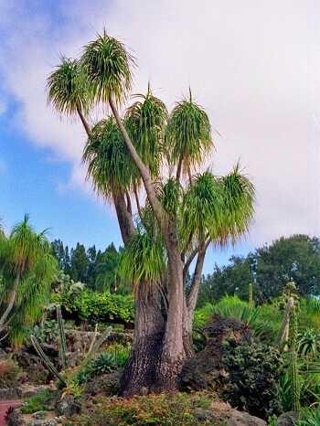 Ponytail palm multiple heads