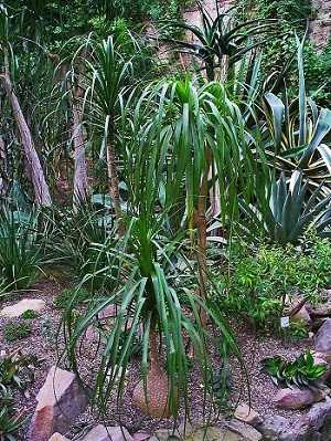 Ponytail Palm Lost All Leaves