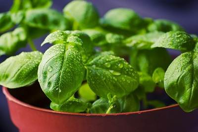 How to Prune Basil for Winter