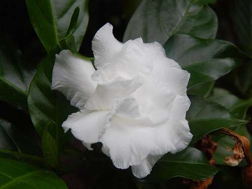 gardenia leaves yellowing 