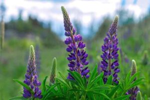Lupines