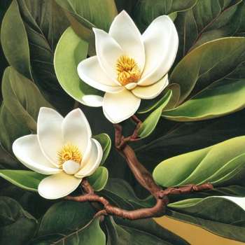 Little Gem Magnolia Tree Pro: Fragrant Blooms