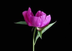 Do Peonies Spread