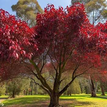 Black Gum Tree Pros and Cons