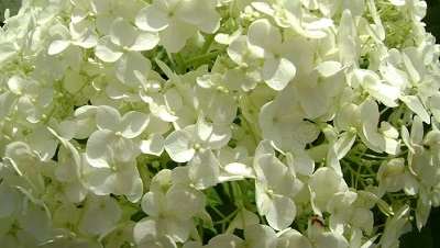 Hydrangea Tree Pros and Cons