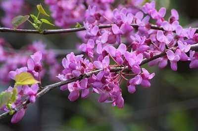 Redbud Trees Pros and Cons