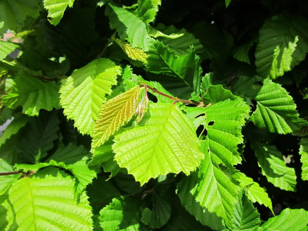 Hornbeam Tree Pros and Cons - 9 Facts You Need to Know