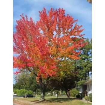 October Glory Maple Tree Pros And Cons