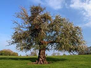 Hawthorn Tree Pros and Cons: 7 Facts You Need to Know