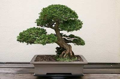 Why is my Hinoki cypress turning brown?