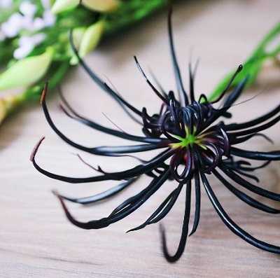 Black Spider Lily Meaning - Symbolism and Significance