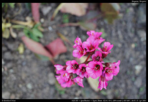 Bergenia