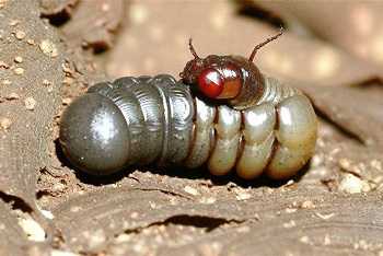 Los Mejores Insecticidas Para Gusanos Cortadores Soluciones Efectivas Para Eliminar La Amenaza