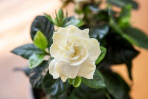 Gardenia Care