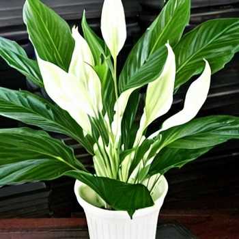 How Long Do Peace Lilies Live?