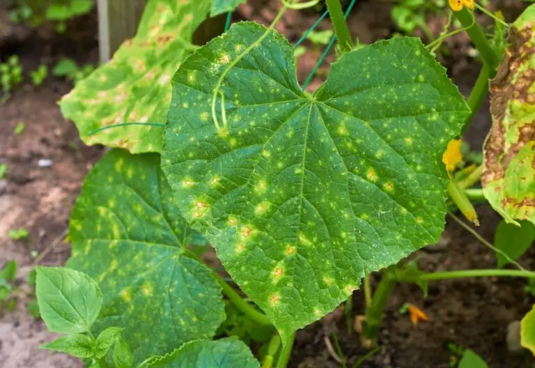 Why Are My Pumpkin Leaves Turning Yellow And Brown