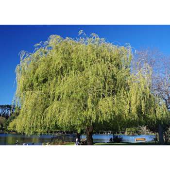 Facts About Weeping Willow Trees