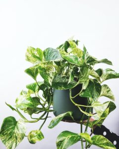 Pothos Leaves Are Turning Yellow